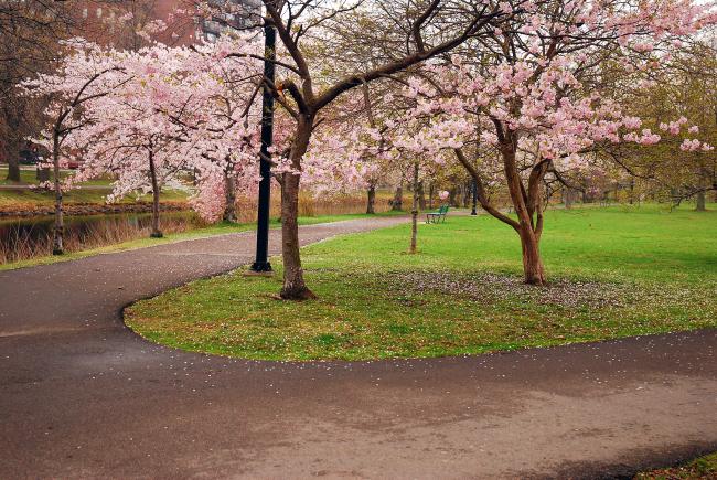 cherry blossom trees in the spring